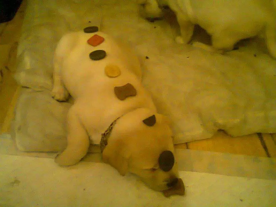 sleeping Labrador with treats lined on its back