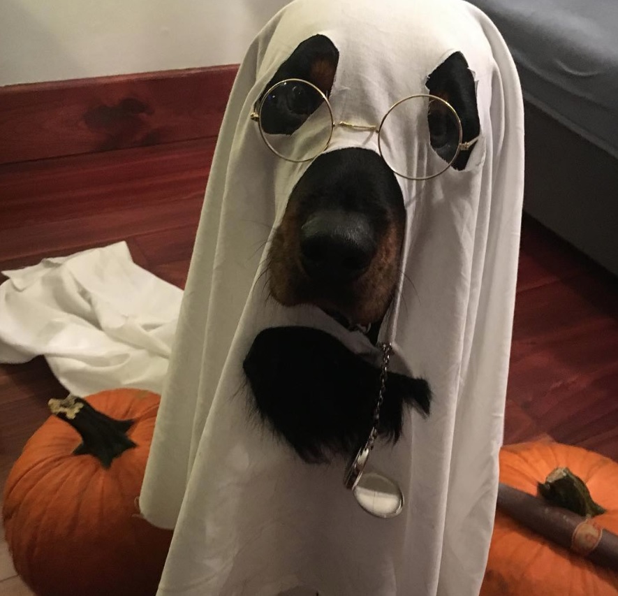 Rottweiler in Ghost halloween costume