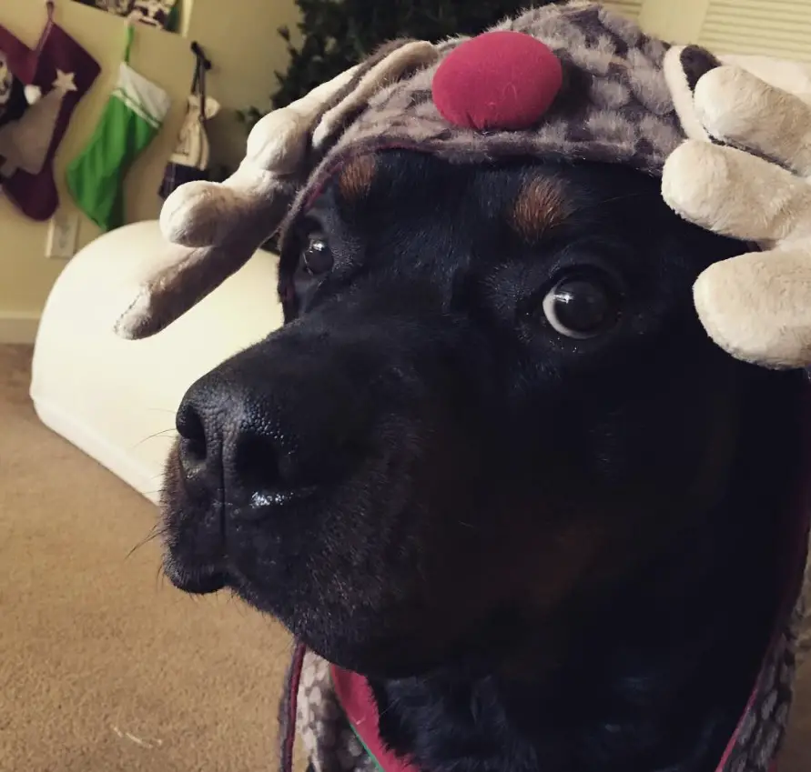 Rottweiler wearing a reindeer headpiece