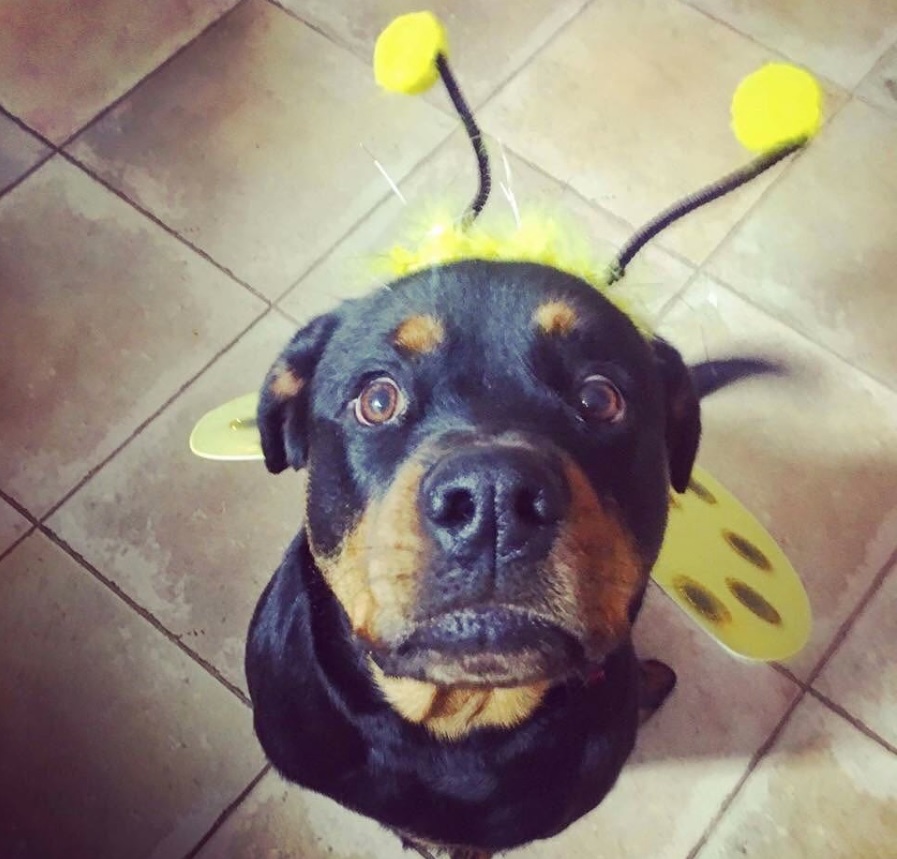 Rottweiler in bee costume