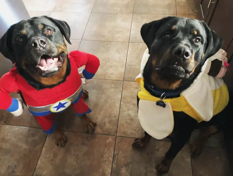 two Rottweilers in superhero and banana costume
