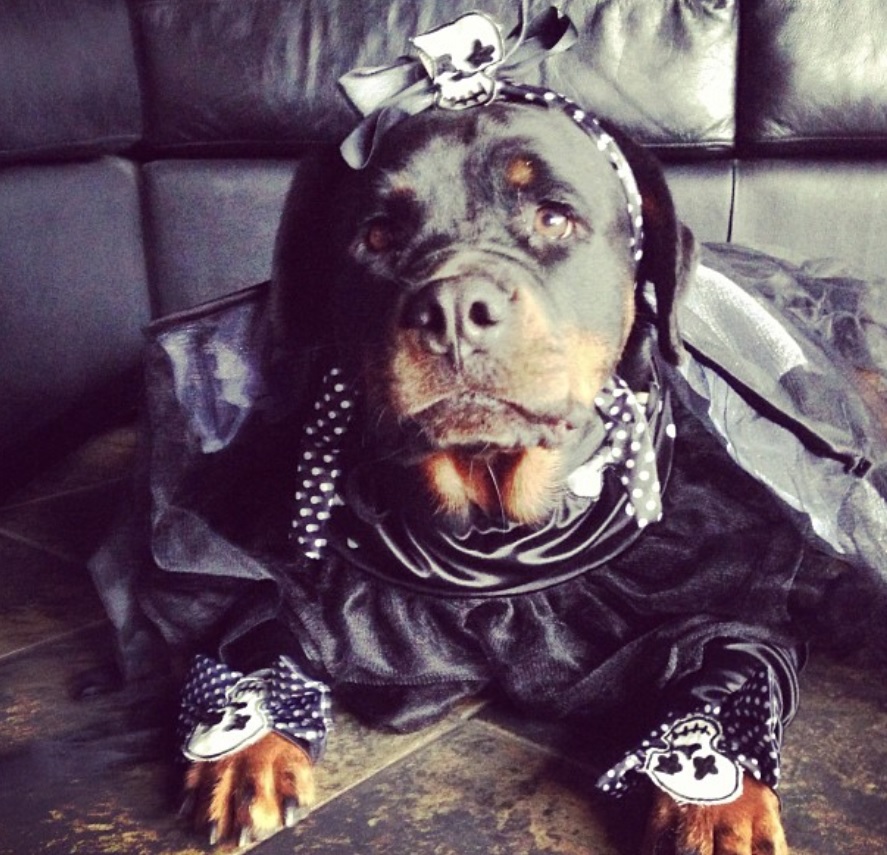 Rottweiler in halloween costume with skull designs in black dress