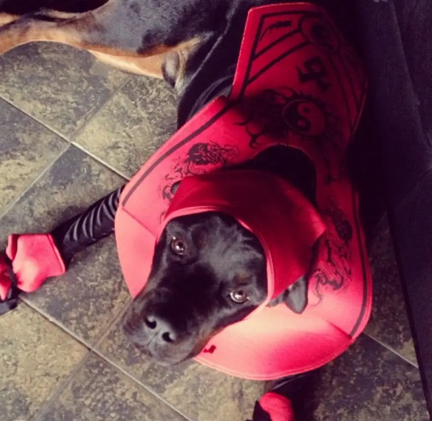Rottweiler in ninja costume lying down on the floor