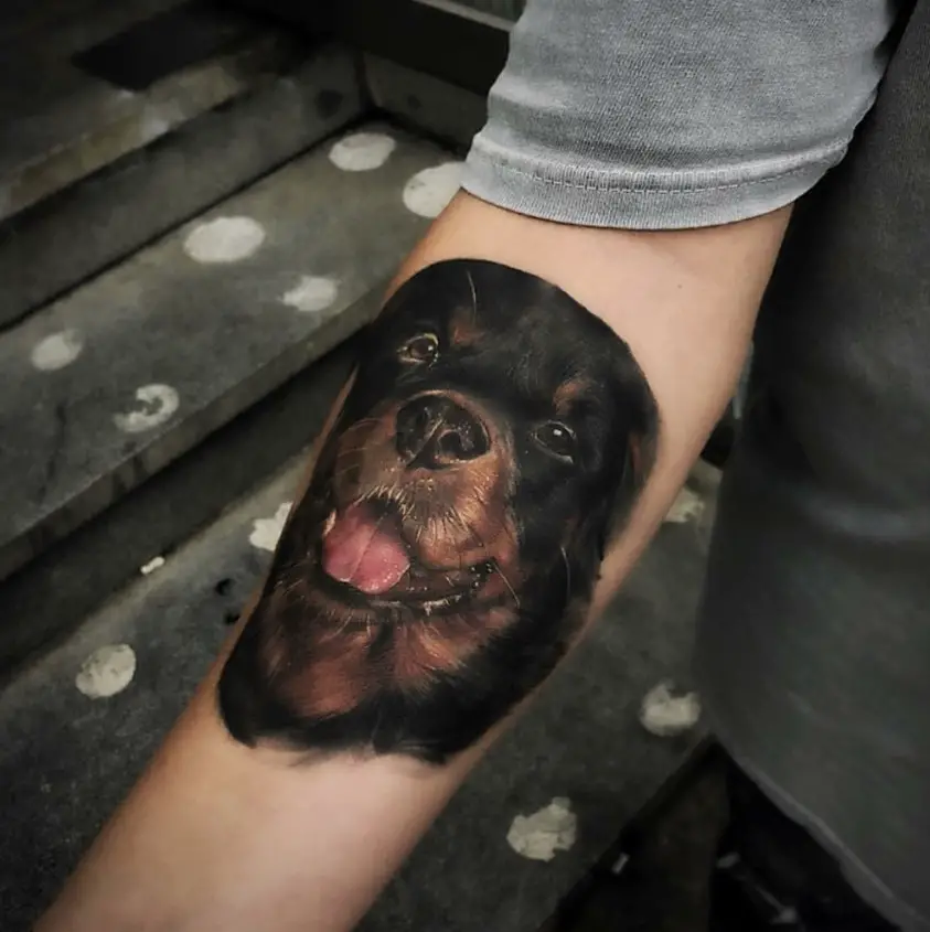 realistic Rottweiler Dog tattoo on the forearm