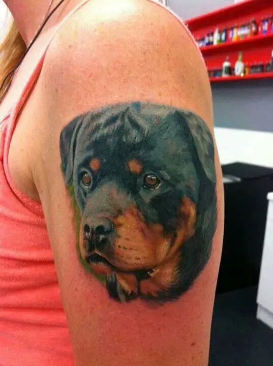 face of Rottweiler Tattoo on the shoulder