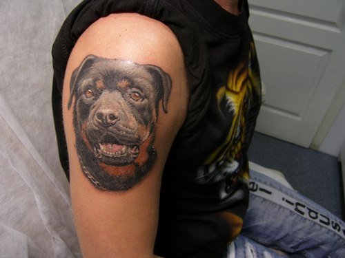 face of Rottweiler Tattoo on the shoulder