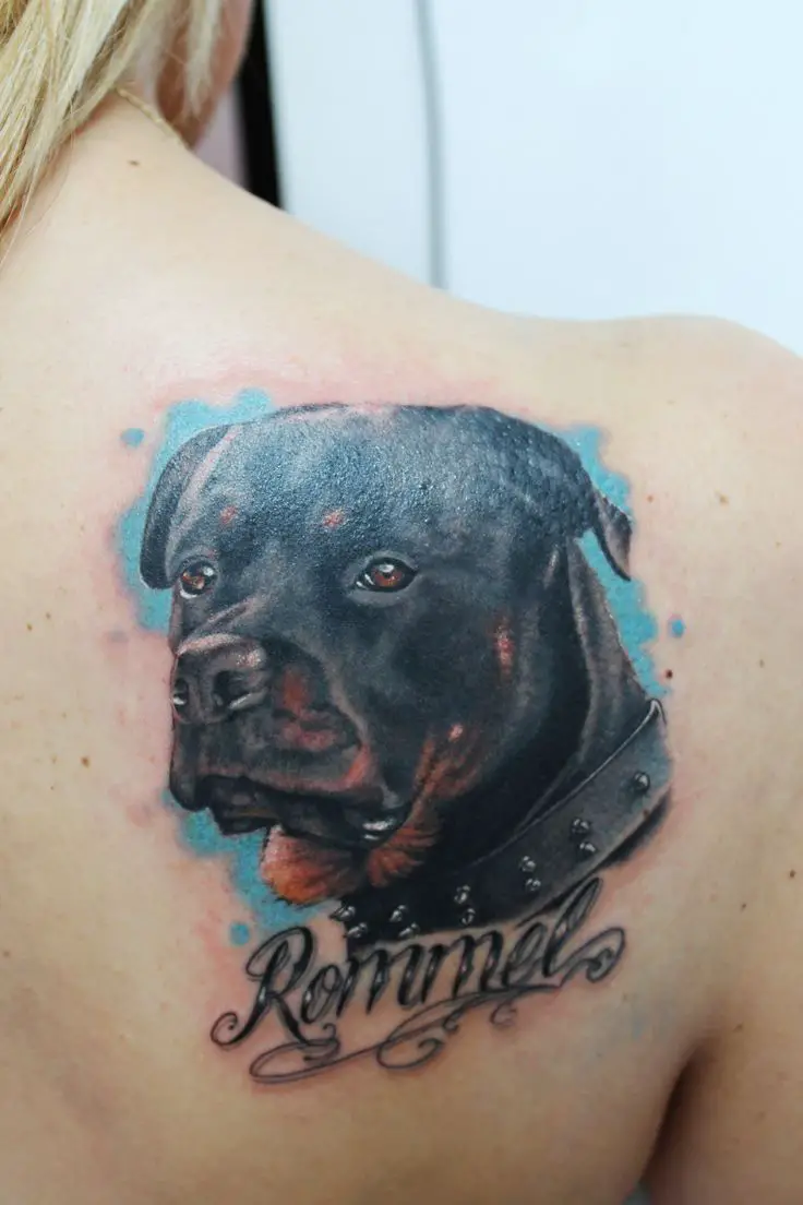 face of Rottweiler in a blue watercolor background Tattoo on the back