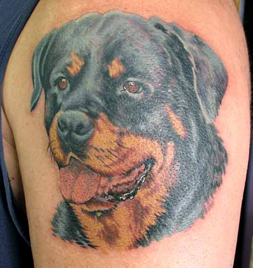 face of panting Rottweiler Tattoo on the shoulder