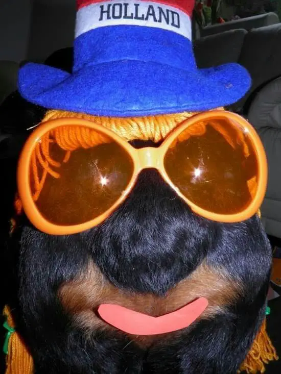 butt of a Rottweiler wearing a Holland cap, orange sunglasses, and a smiling lip