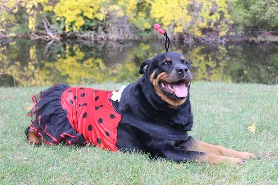 Rottweiler in lady bug costume while lying on the green grass by the lake