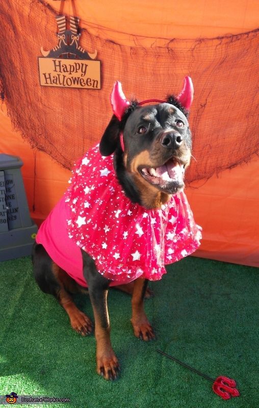 Rottweiler in devil costume