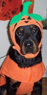 Rottweiler in pumpkin costume
