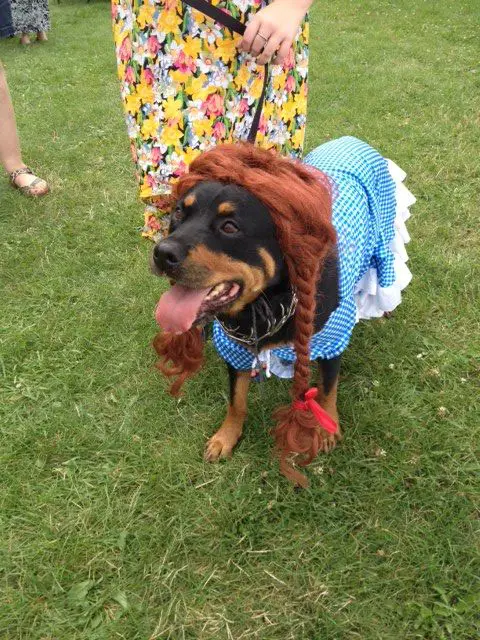 Rottweiler with long braided hair and blue checkered dress
