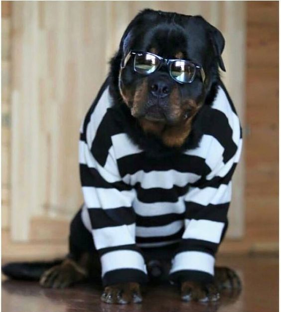 Rottweiler wearing a prisoner outfit and sunglasses while sitting on the floor
