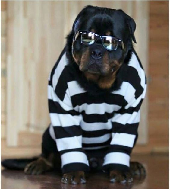 20+ Hilarious Rottweiler Dogs in Halloween Costumes