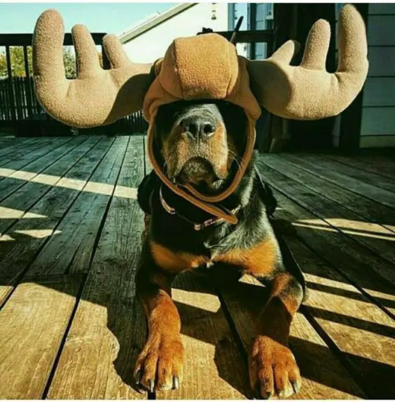Rottweiler wearing a reindeer headpiece while lying down on the wooden floor