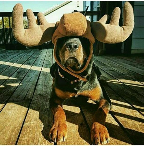 20+ Hilarious Rottweiler Dogs in Halloween Costumes