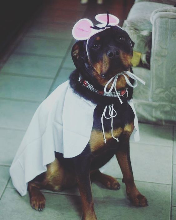 Rottweiler wearing white cape and bunny ears while sitting on the floor