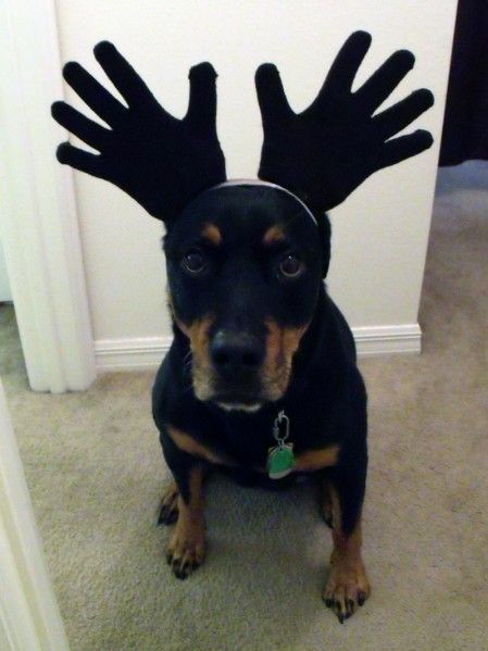 Rottweiler wearing hand glove piece on top of its head while sitting on the floor