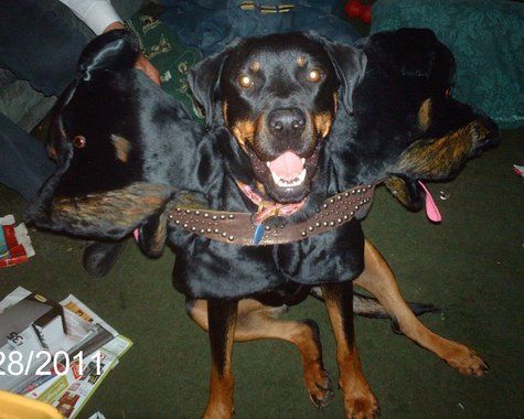 Rottweiler wearing two Rottweiler heads around its neck while sitting on the floor