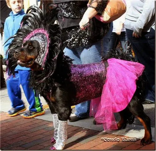 Rottweiler wearing dancer costume