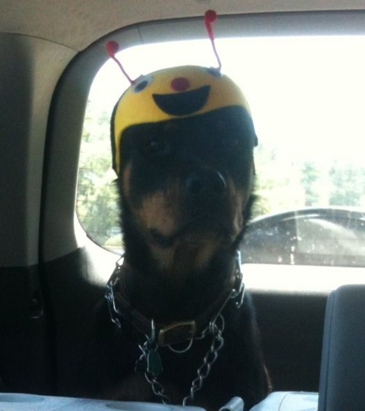 Rottweiler wearing a bee head piece while sitting in the car trunk