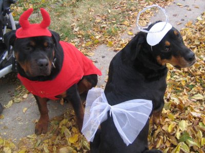 two Rottweilers in angel and devil costume while sitting on the ground with dried leaves