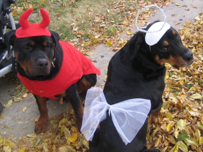 20+ Hilarious Rottweiler Dogs in Halloween Costumes