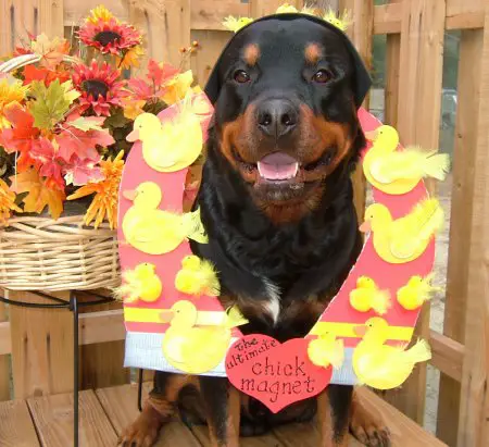 Rottweiler wearing a carboard magnet with chick and a heart written with 