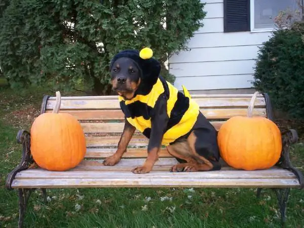Rottweiler wearing a bee costume while sitting on the bench in between the two pumpkinds