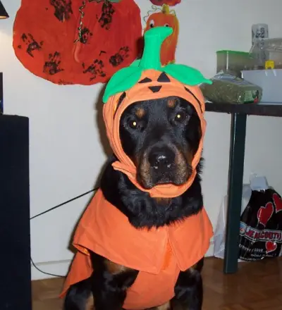Rottweiler in pumpkin costume while sitting on the floor