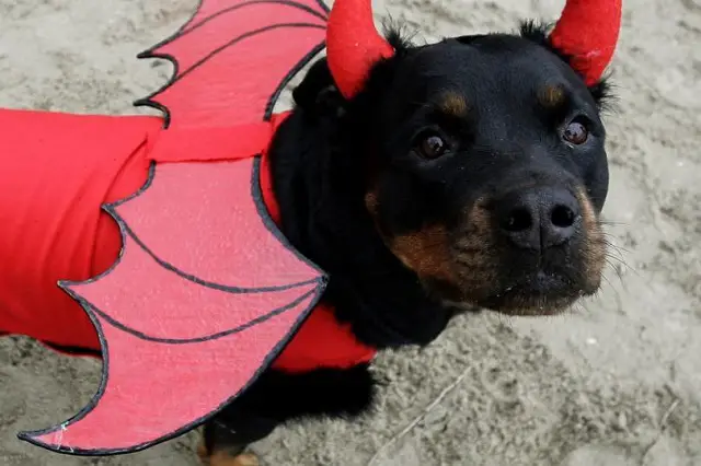 Rottweiler wearing a devil costume