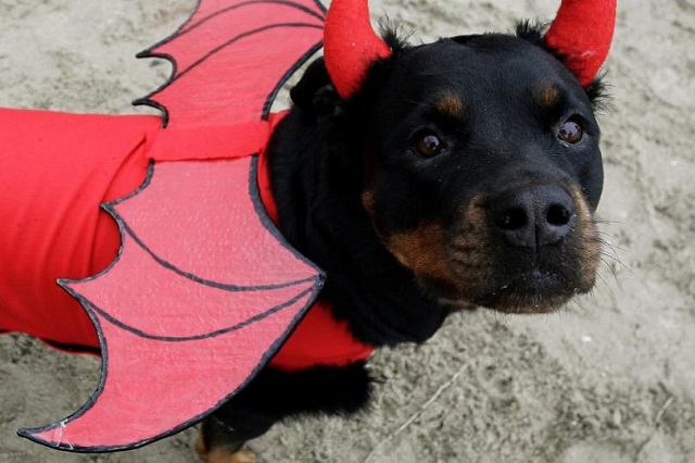 20+ Hilarious Rottweiler Dogs in Halloween Costumes