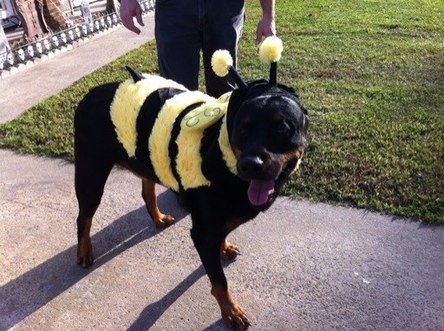 Rottweiler in the yard wearing bee costume