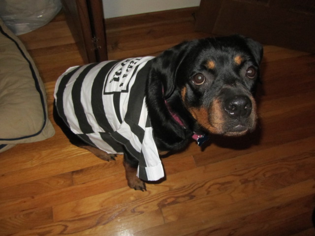 Rottweiler in prisoner costume while sitting on the floor