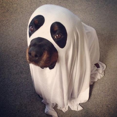 ghost Rottweiler sitting on the floor