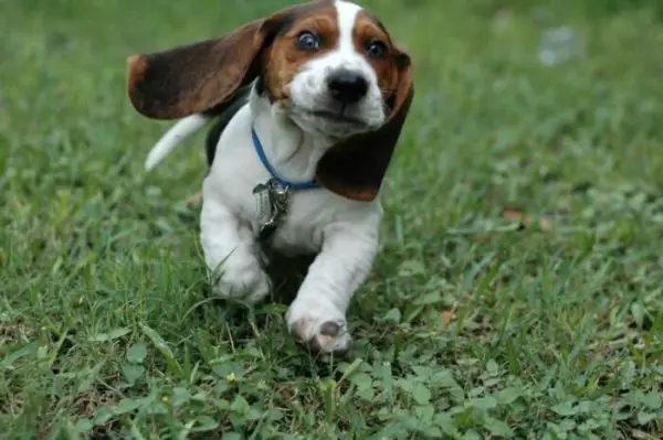 A Basset Hound puppy running in the field