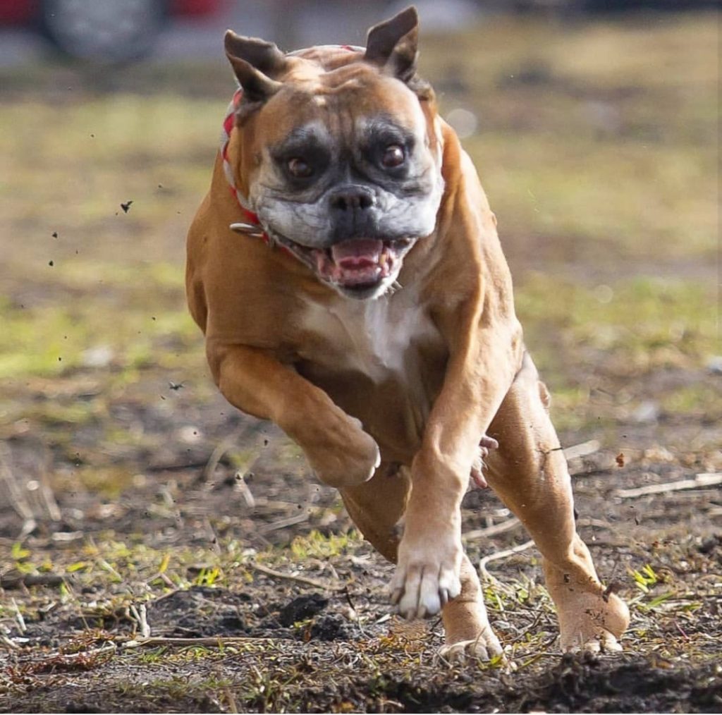 A Boxer running at the park