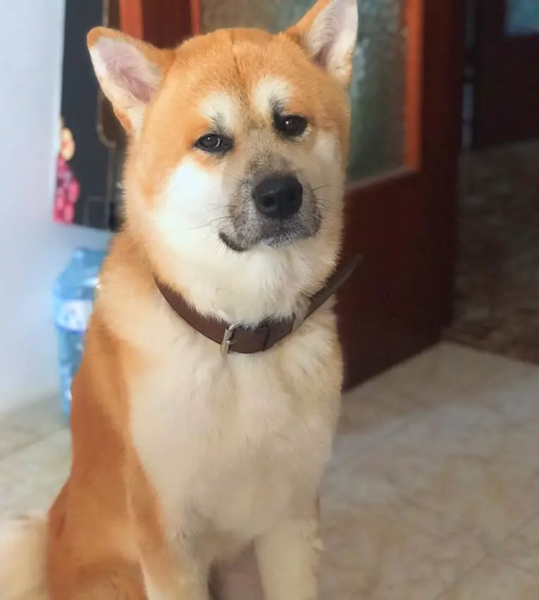 An Akita Inu sitting on the floor with its sad face