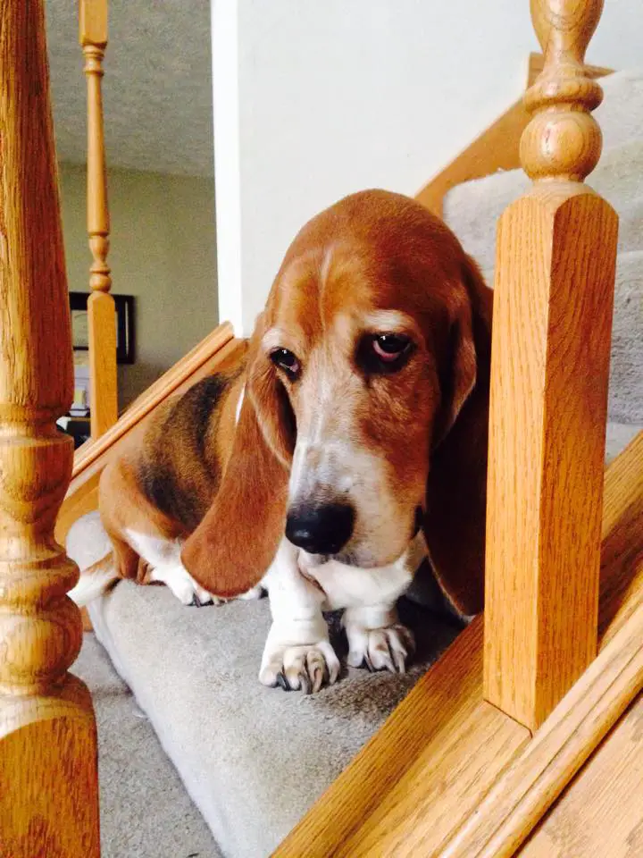 A Basset Hound sitting on the stairway with its sad face