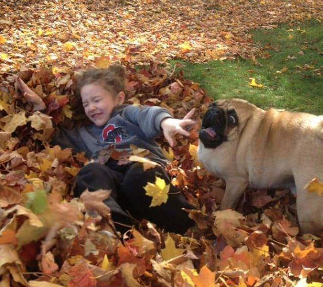 funny scared Pug standing next to a kid who feel on the pile of dried maple leaves