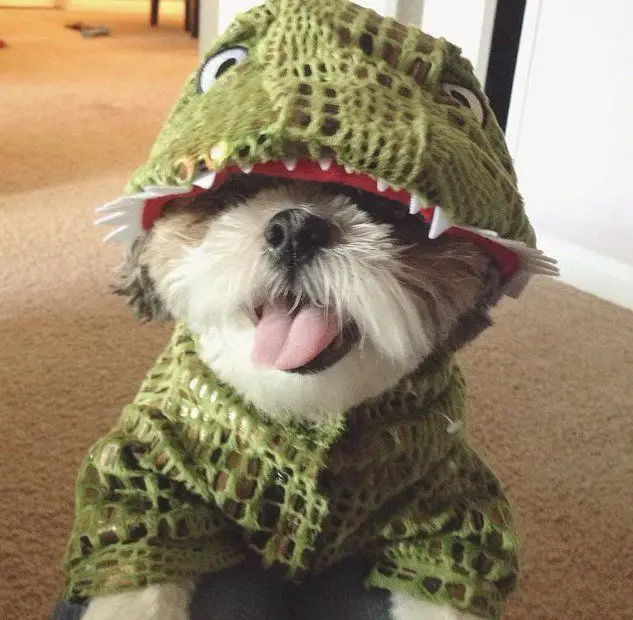 Shih Tzu in crocodile costume while sticking its tongue out