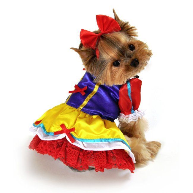 Shih Tzu in snow white outfit