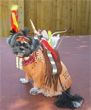 Shih Tzu in indian costume