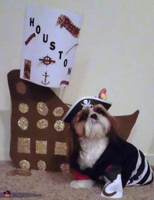 Shih Tzu in pirate costume