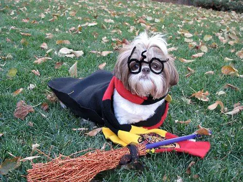 Shih Tzu in harry potter costumer while lying on the grass