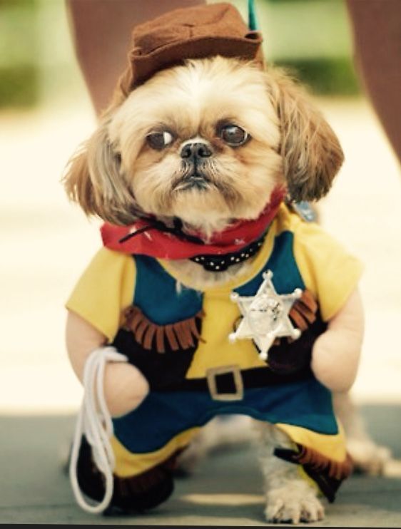 Shih Tzu in sheriff costume