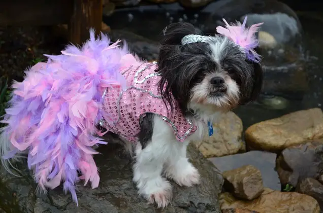 Shih Tzu in purple and pink sequins and feathered bottom outfit
