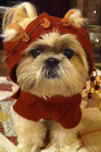 Shih Tzu in ewok outfit