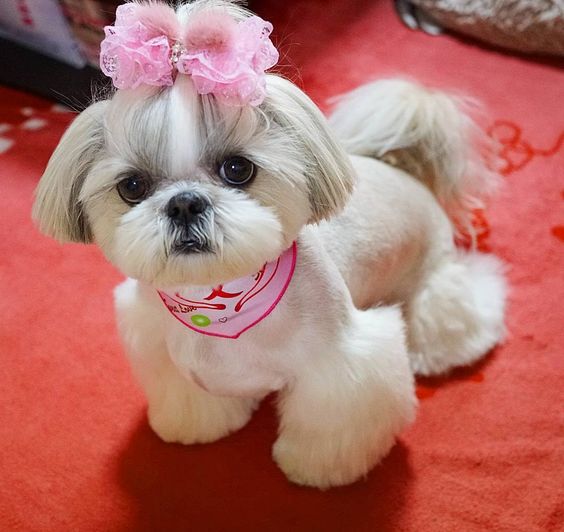 Shih Tzu freshly groomed with pink ruffled ribbon tie on top of tis head and wearing a pink scarf while sitting on the floor